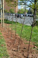 40 apple trees were planted in New Brunswick’s first orchard