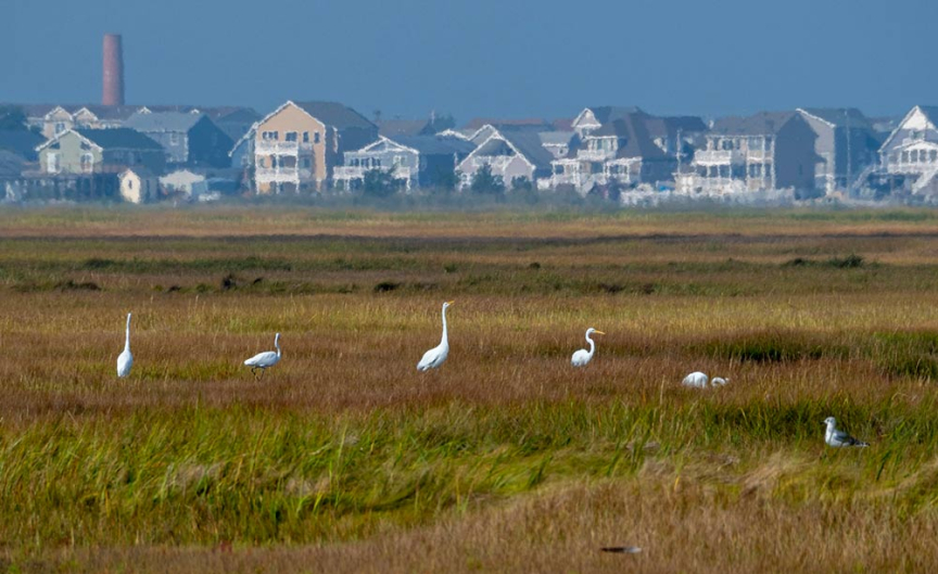 Photo of marsh near Little Egg Harbor, NJ with snowy egrets.