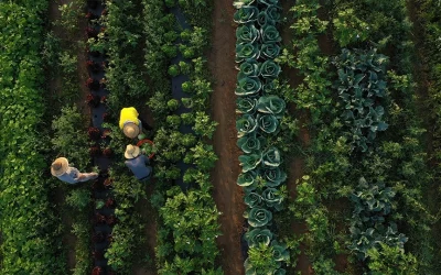 Bulger et al. Examine Food Security, Sovereignty as Climate Adaptation