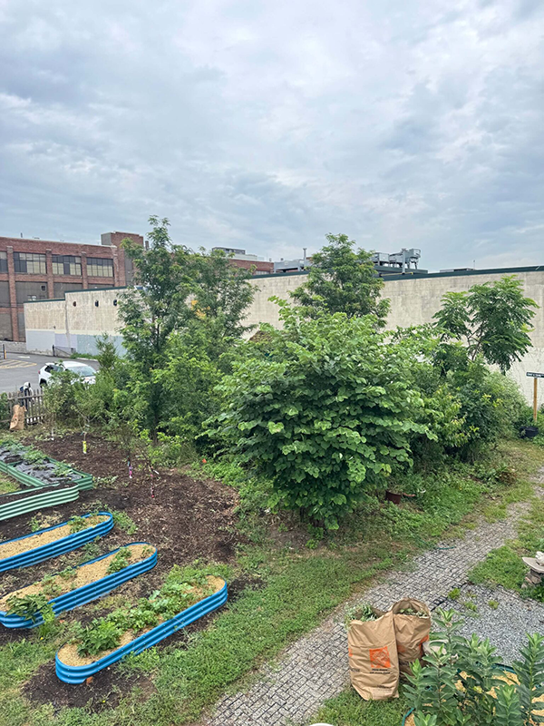 Fig. 8 – The microforest at the Elmora branch of the Elizabeth Public Library. Photo Credits: John Evangelista, Groundwork Elizabeth (2025).